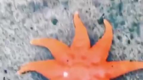 starfish