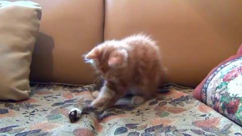 little Kitten playing his toy mouse