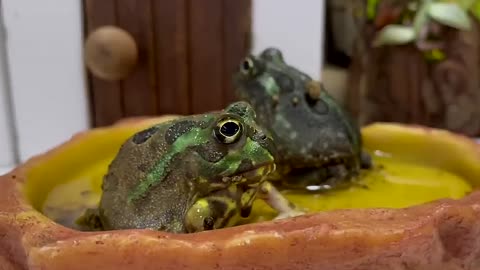 Chaco burrowing frog woke up for the first time in a long time and I gave him a bath...lol