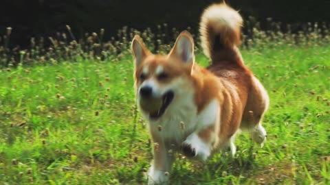 Heartwarming Moments of Dogs Running Freely