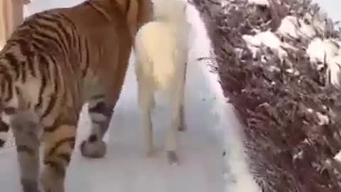 Tiger and dog are best friends