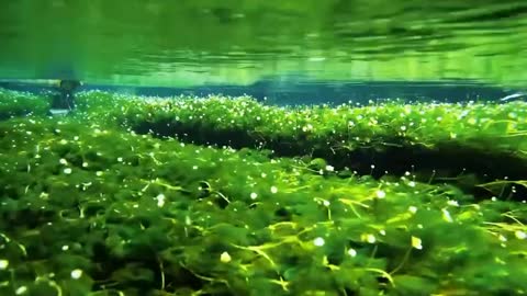 submerged star flower