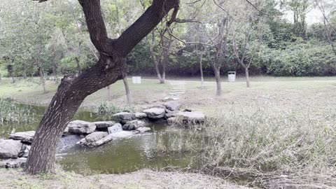 The river has washed the big trees askew