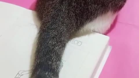 Artist Uses Cat's Tail To Brush Away Eraser Shavings