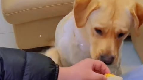 Kay lắm rồi nhưng…. 🐶🤤😂🥰🥰 #pet #fyp #viral #trending #xuhuong #foryou #dog #dogsoftiktok