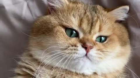 Collection of funny cats