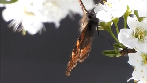 Butterfly Sucking Nectar from Flower using Proboscis