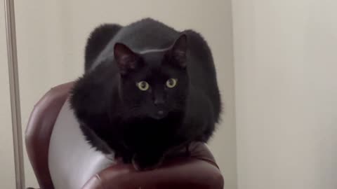 Adopting a Cat from a Shelter Vlog - Cute Precious Piper is a Perfect Chair Loaf