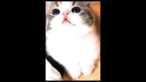 Funny animals - Funny cats / dogs . Funny animal videos// Best videos of November 2022