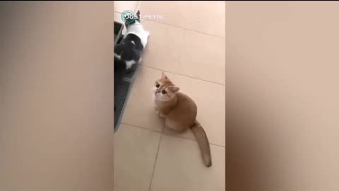 Cat's funny complation