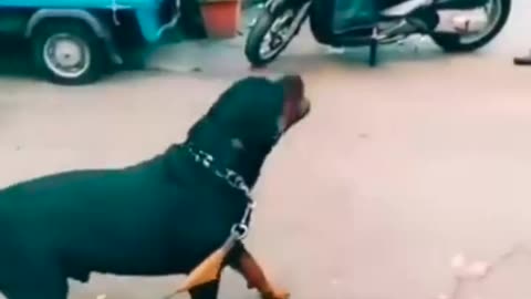 Rottweiler wants to go for a walk