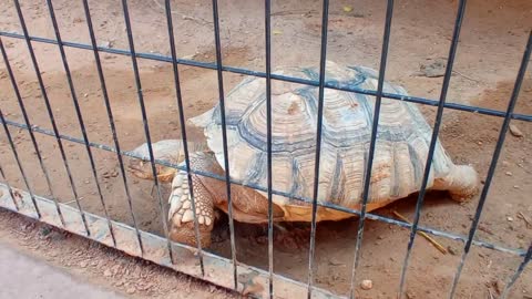 HUGE FAT TORTOISE TRYING TO ESCAPE AFTER TORTOISE STEALS HIS FOOD SPIKE GOES CRAZY-13