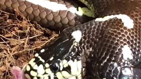 My Two Headed Snake eating