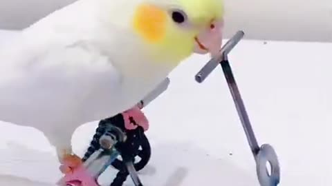 parrot_learns_to_ride_a_bike