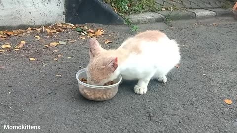 Found three live cats on the street but their skin hurts at the ears #momokittens #cat #cats(1)