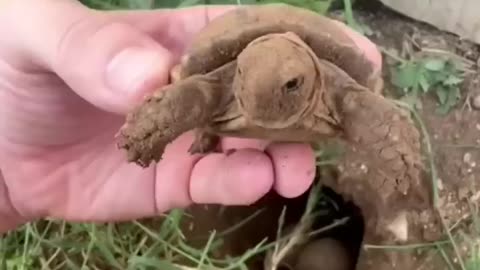 Baby tortoises hatching out of the ground 🐢