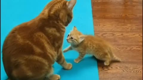 Cats Video || two cute cats angry moment || My pets are my love || watch Video if you love cats