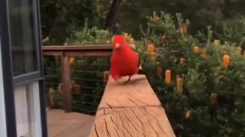 Funny race of two beautiful parrots #shorts #viral #shortsvideo #video