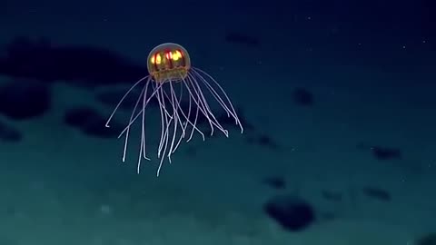 Who Lives At The Bottom Of The Mariana Trench?