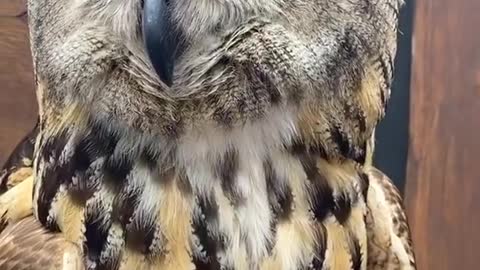 Crazy #eyes on my #friends #eagle #owl !!