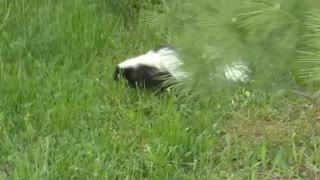 Running Skunk