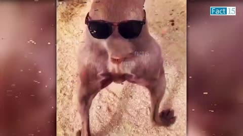 Funny Animals Video 2022