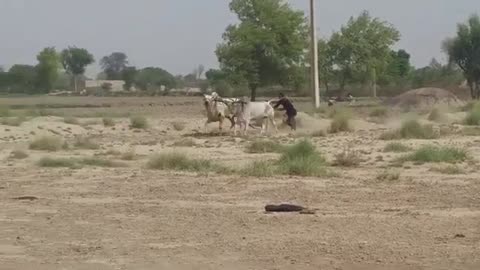 Bull race in pakistan