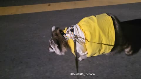 A raccoon in a kindergarten uniform takes a walk