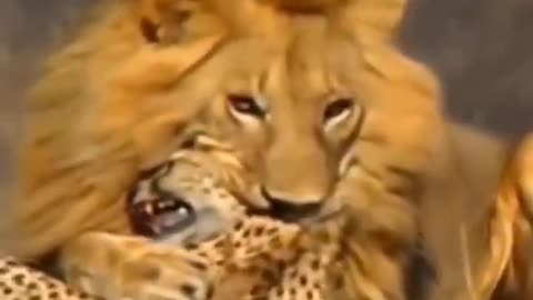 OMG 😱😯 Two wild lions attack a leopard in the wild