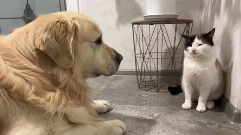 Golden Retriever Shocked by Nervous Cat [Simon tired of dog kisses]