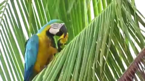 Macaw bird