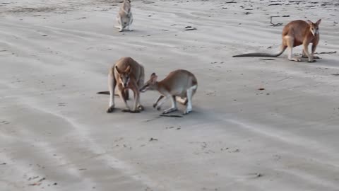 Wallaby fight on the beach of cape Hillsborough