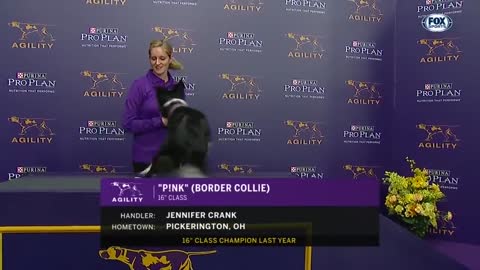 P!nk the border collie wins back to back titles at the 2019 WKC Masters Agility FOX SPORT