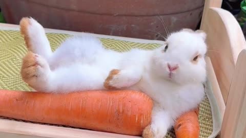 Cute rabbit enjoying