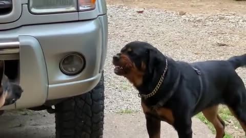 Aggressive one year old rottweiler challenges alpha German Shepherd