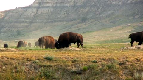 Buffalo Buffaloes cow buffalo