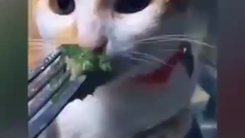 Gato recusado verduras