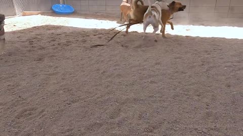 Dogs playing: Episode 30