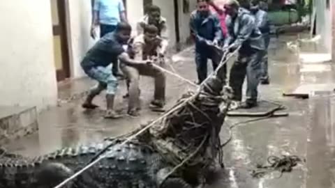 Gigantic Crocodile Sweeps into Residential Area During Rains in Uttar Pradesh | #viralvideo |#viral