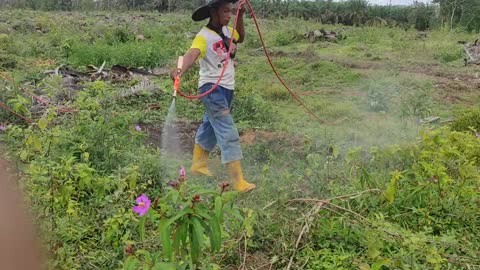 Cara Ampuh Basmi Gulma sebelum Tanam Sawit