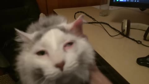 Cat derps out when you hit the spot