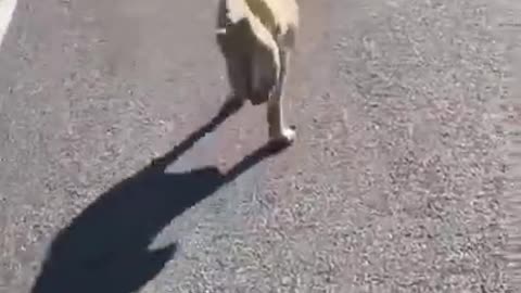 A Puppy Who Never Gave Up #shorts #viral #shortsvideo #video