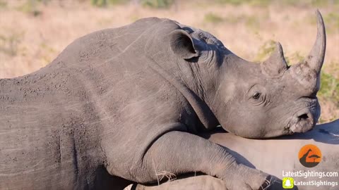 Rhin_mating@safari