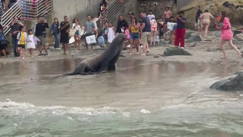 Sea Lions Don't Like Tourists