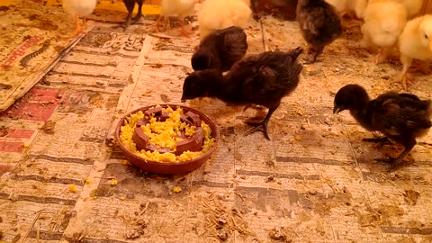 chicks in brooder ayam cemani home breed