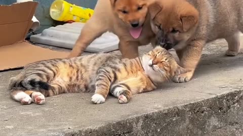 Cute Cat & 2 puppies enjoying 🤣🤣