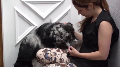 Dog needs emotional support RAT during grooming Australian Shepherd