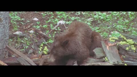 Idaho Black Bear Hunting with Kristy Titus