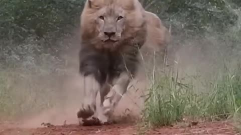 Lion teerifiying,Majestic king off jungle