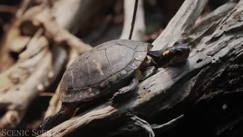 Animals of amazon